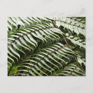 Cartão Postal Folhas de Samambaia II Verde Escuro da Natureza