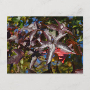Cartão Postal Folhas de Sweetgum no Outono