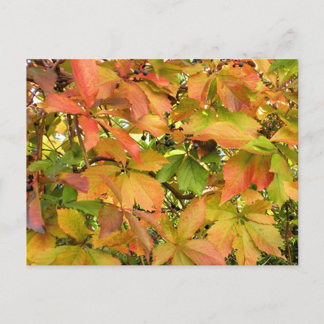 Cartão Postal Folhas de videira selvagens do outono (Frente)