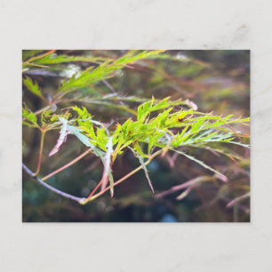 Cartão Postal Folhas Delicadas de bordo Japonês Verde Close Up