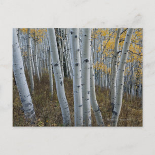 Cartão Postal Folhas do outono em árvores em floresta