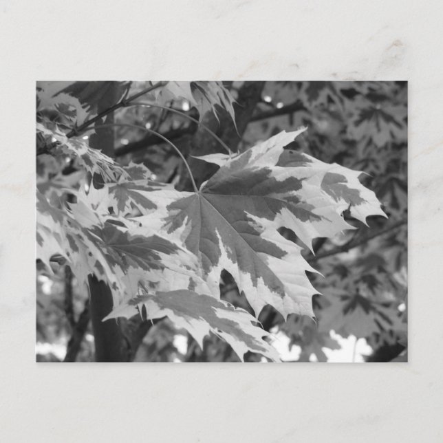 Cartão Postal Folhas em preto e branco (Frente)