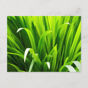 Cartão Postal Folhas Iluminadas por Trás no Jardim