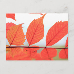 Cartão Postal Folhas Laranja de Outono