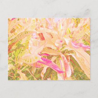 Cartão Postal Folhas lindas de croton (1)