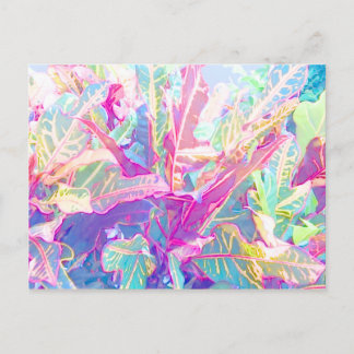 Cartão Postal Folhas lindas de croton (2)