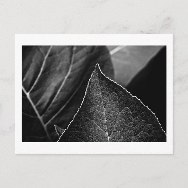 Cartão Postal folhas sendo (Frente)