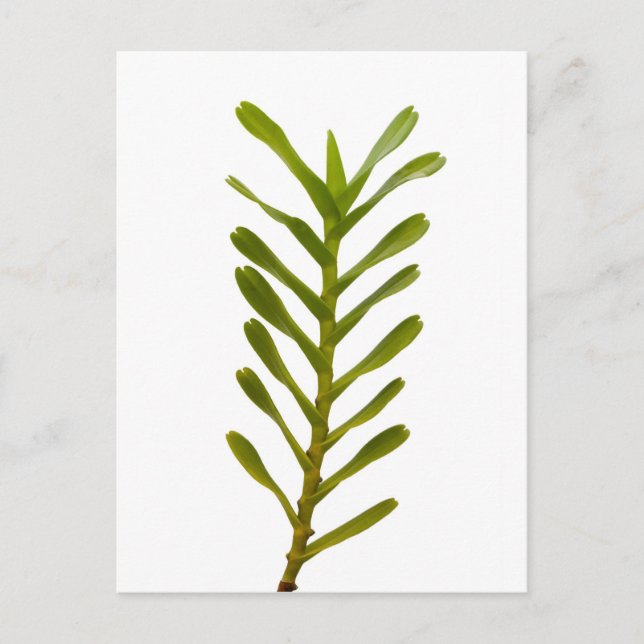 Cartão Postal Folhas verdes (Frente)