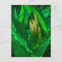 Folhas Verdes com Espiga de Flor de Celósia Dourad