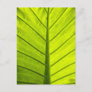 Cartão Postal Folhas verdes com veias de folhagem tropical em