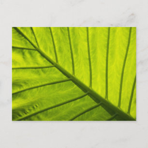 Cartão Postal Folhas verdes com veias de folhagem tropical em 2