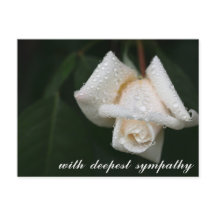 Folhas Verdes Suaves Rosa Branca Simpatia