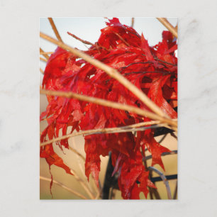 Cartão Postal Folhas Vermelhas de queda/outono