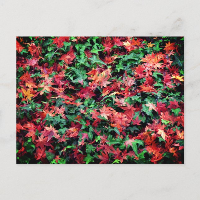 Cartão Postal Folhas - Vermelho e Verde (Frente)
