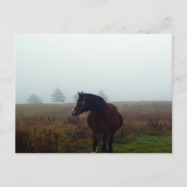 Cartão postal Follow Me (Frente)