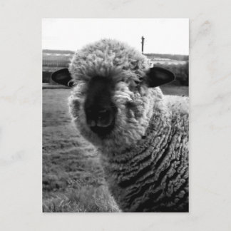 Cartão Postal Fora de vista M-a-a-n