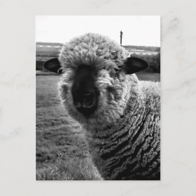 Cartão Postal Fora de vista M-a-a-n (Frente)