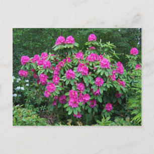 Cartão Postal Forest Rhododendron
