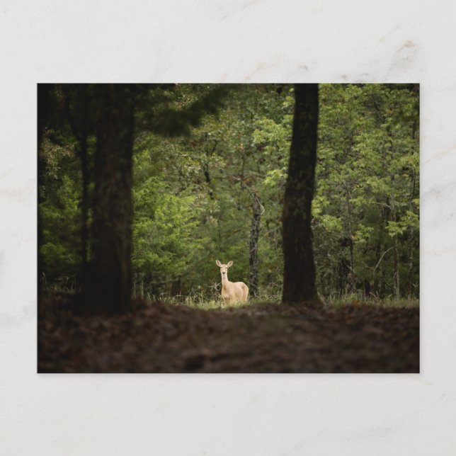 Cartão Postal Forests | A White Tailed Deer in the Woods (Frente)