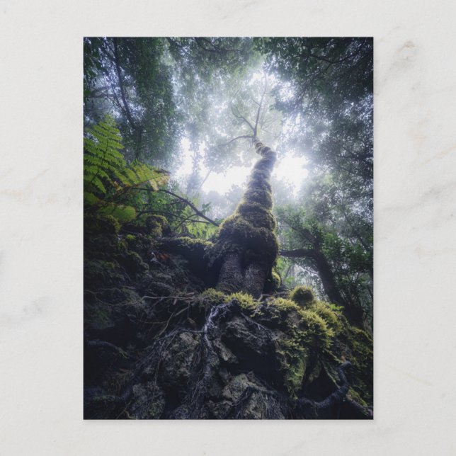 Cartão Postal Forests | Anaga Rural Park Canary Islands (Frente)