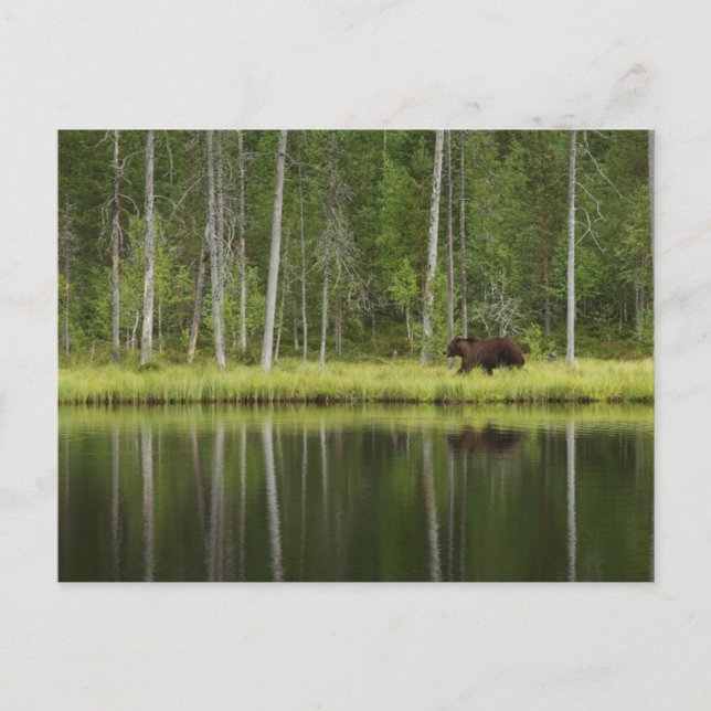 Cartão Postal Forests | Bear at Taiga Forest Northern Finland (Frente)