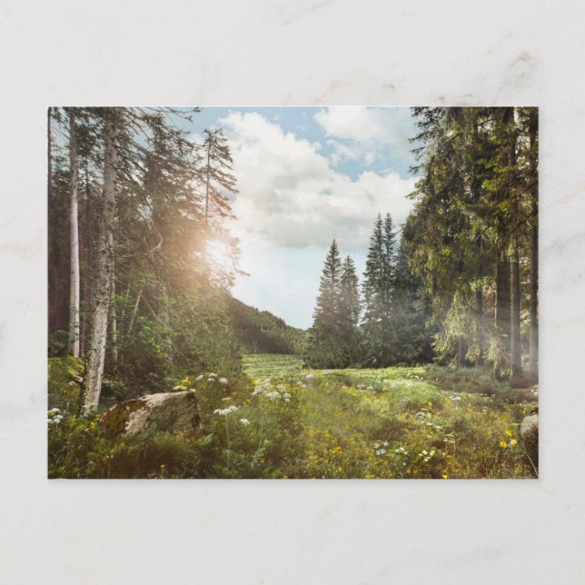 Cartão Postal Forests | Sun Peeking Thru (Frente)