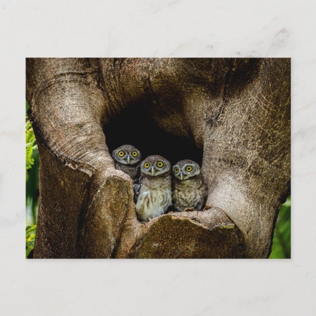Cartão Postal Forests | Three Owls Looking (Frente)