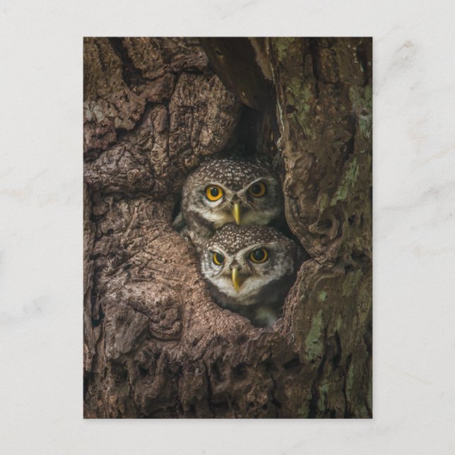 Cartão Postal Forests | Two Owls Looking (Frente)