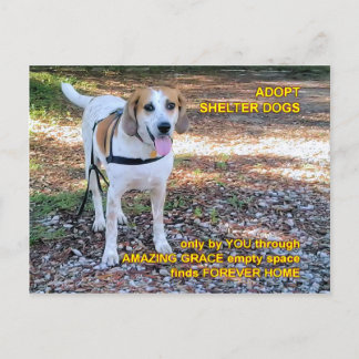 Cartão Postal Forever Home Uma Graça Incrível