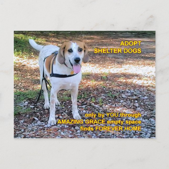Cartão Postal Forever Home Uma Graça Incrível (Frente)