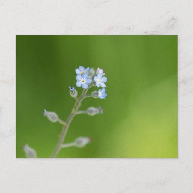 Cartão Postal Forget-me-not Flowers (Frente)