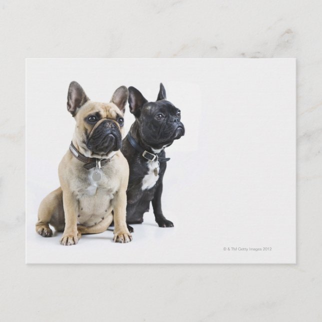 Cartão Postal Formação de cães e obediência (Frente)