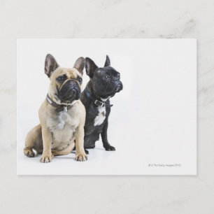 Cartão Postal Formação de cães e obediência