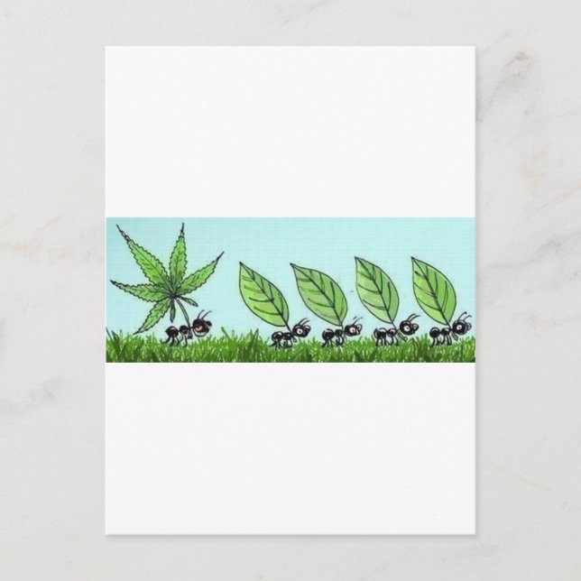 Cartão Postal formiga colocada (Frente)
