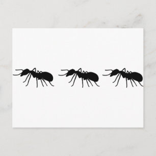 Cartão Postal Formigas