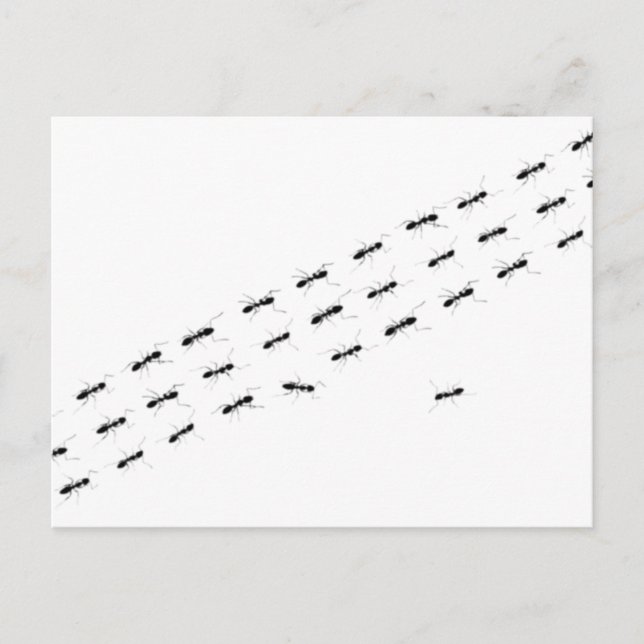 Cartão Postal Formigas independentes (Frente)