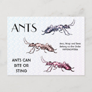 Cartão Postal Formigas Insetos Besouros Criaturas Aranhas