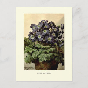 Cartão Postal Fórmula azul de Suttons