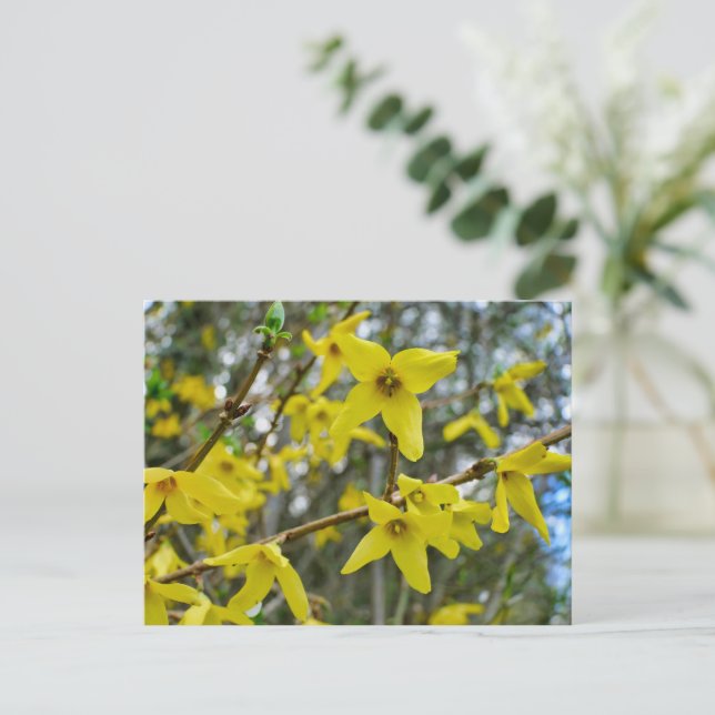 Cartão Postal Forsythia em Springtime (Em pé/Frente)