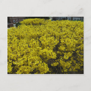 Cartão Postal Forsythia Field