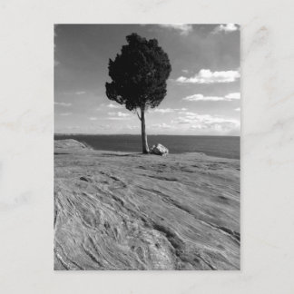 Cartão Postal Fort Phoenix Tree