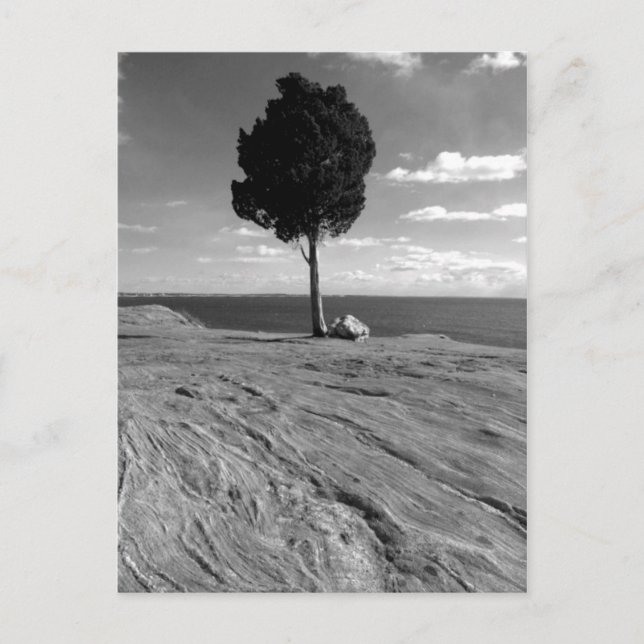 Cartão Postal Fort Phoenix Tree (Frente)