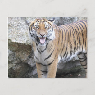 Cartão Postal Forte Tiger