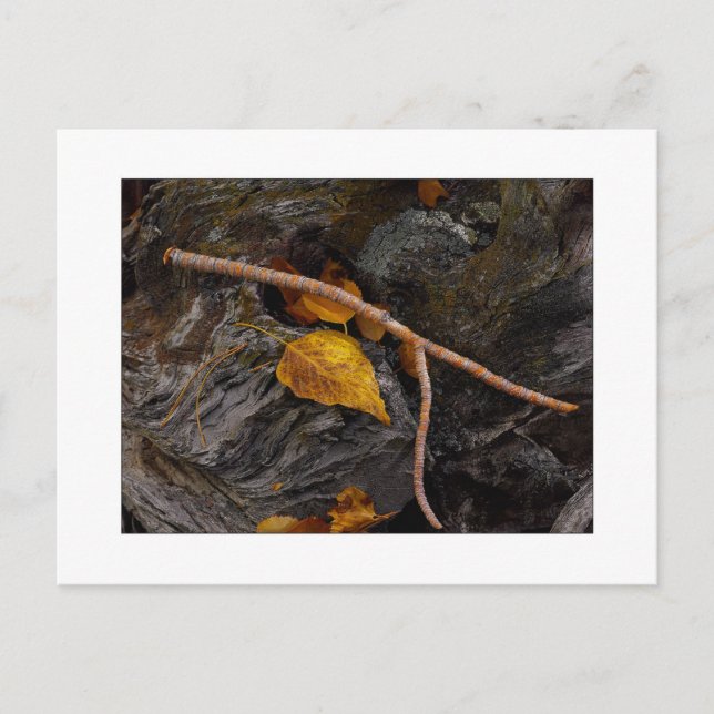 Cartão Postal "Fósforo" (Frente)