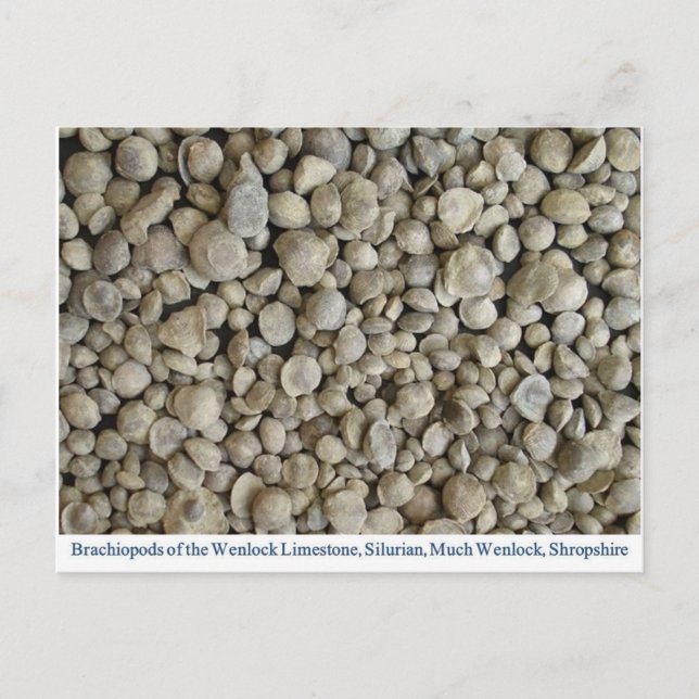 Cartão Postal Fósseis de braquiópodes do Limestone de Wenlock (Frente)