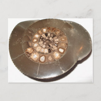 Cartão Postal Fóssil de amnite Dactylioceras, com seção bonita