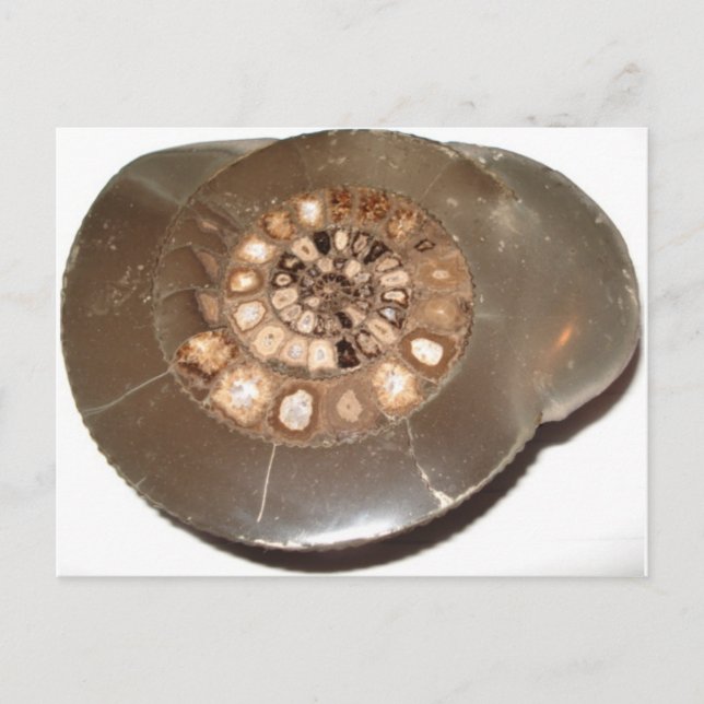 Cartão Postal Fóssil de amnite Dactylioceras, com seção bonita (Frente)