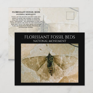 Cartão Postal Fóssil de borboletas, Camas Fósseis Florissantes,