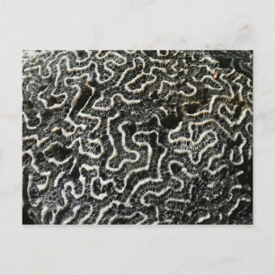 Cartão Postal Foto Abstrata da Natureza Coral Preto e Branco II