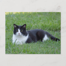 Cartão Postal Foto bonito de Gato de Tuxedo Preto e Branco